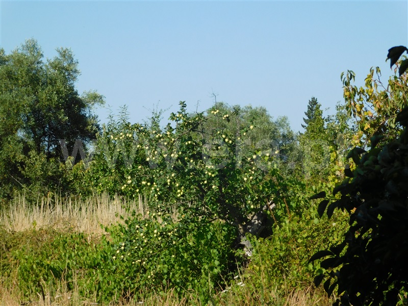 Quinta  Fundão, Alcaide - 1420516 - 9