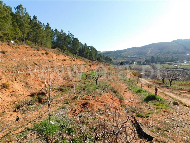 Quinta  Fundão, Alcaide - 982349 - 4