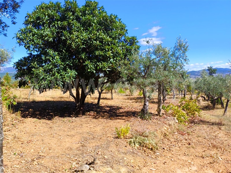 Quinta  Fundão, Alcaria - 1435597 - 10