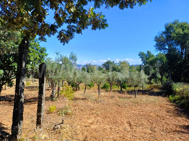 Quinta  Fundão, Alcaria - 1435597 - 12