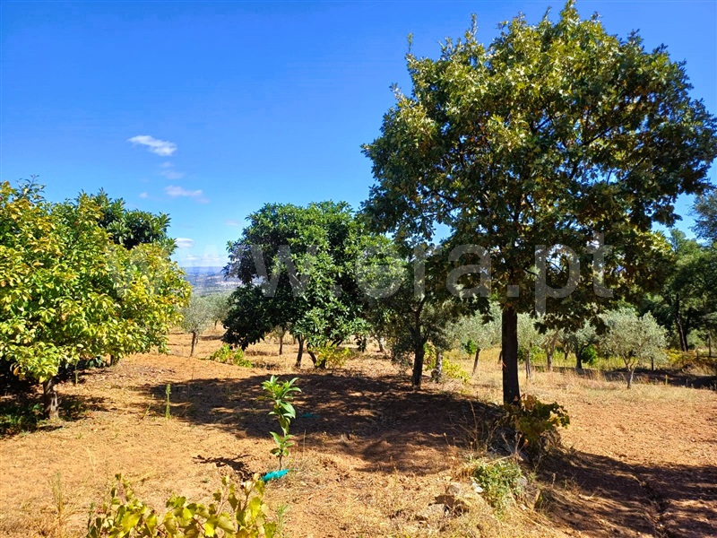 Quinta  Fundão, Alcaria - 1435597 - 13
