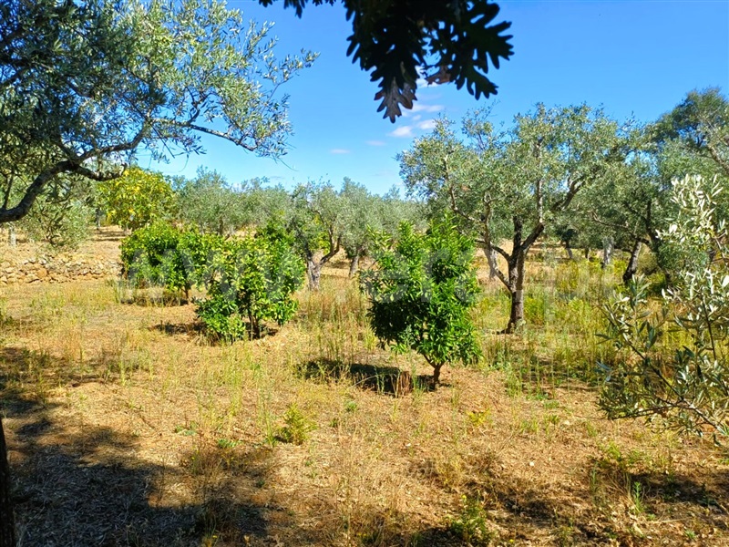 Quinta  Fundão, Alcaria - 1435597 - 14