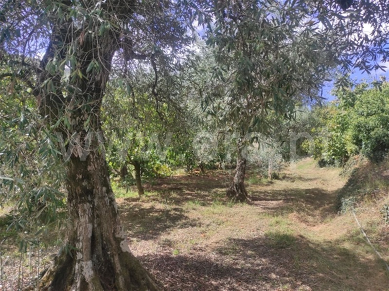 Quinta  Fundão, Alcongosta - 1278695 - 8