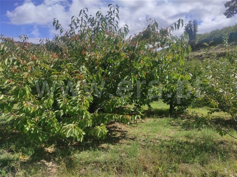 Quinta  Fundão, Alcongosta - 1278695 - 12