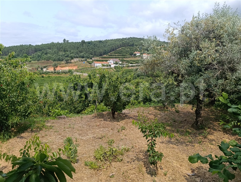 Quinta  Fundão, Alcongosta - 1278695 - 17