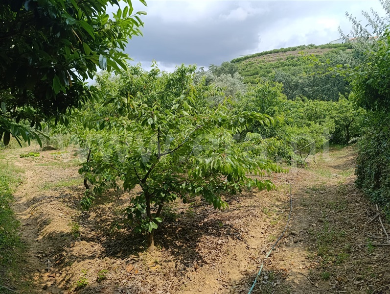 Quinta  Fundão, Alcongosta - 1278695 - 19