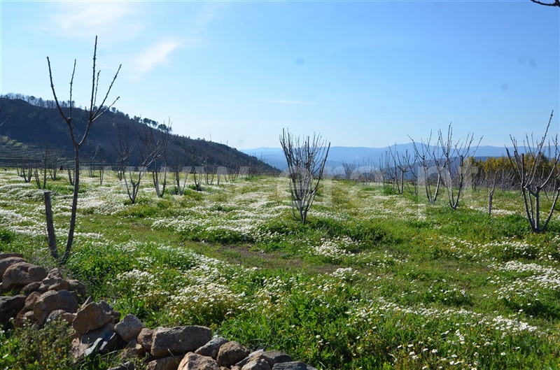 Quinta  Fundão, Aldeia de Joanes - 1165757 - 3