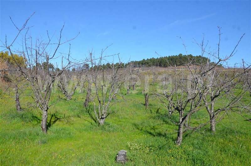 Quinta  Fundão, Aldeia de Joanes - 1165757 - 7