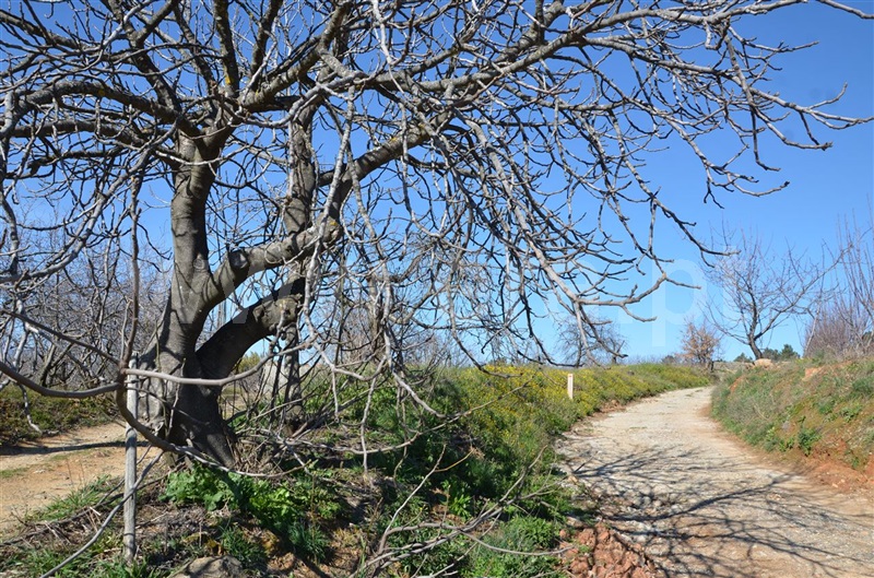 Quinta  Fundão, Aldeia de Joanes - 1165757 - 13