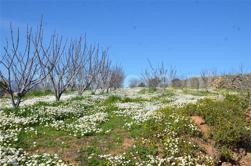 Quinta  Fundão, Aldeia de Joanes - 1165757 - 14