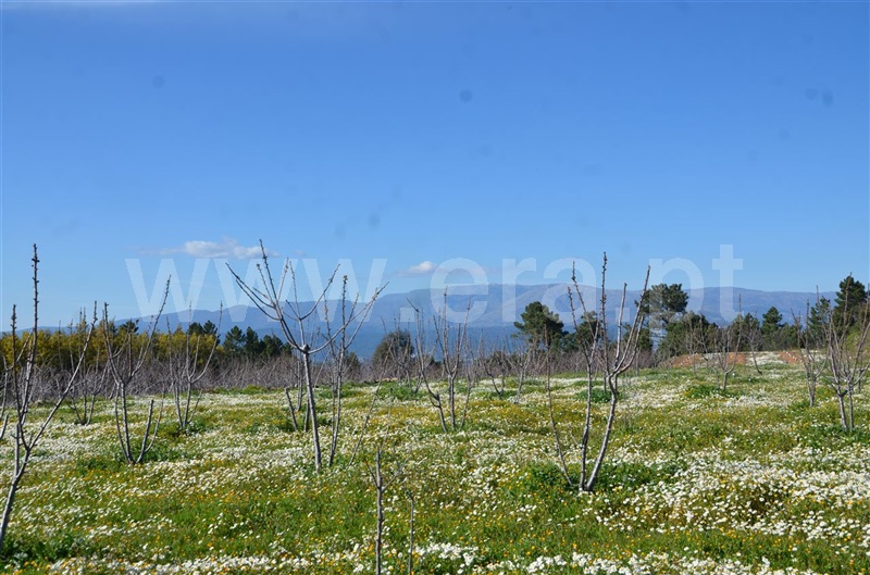 Quinta  Fundão, Aldeia de Joanes - 1165757 - 18