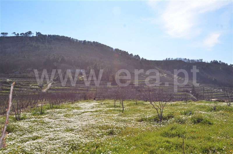 Quinta  Fundão, Aldeia de Joanes - 1165757 - 19