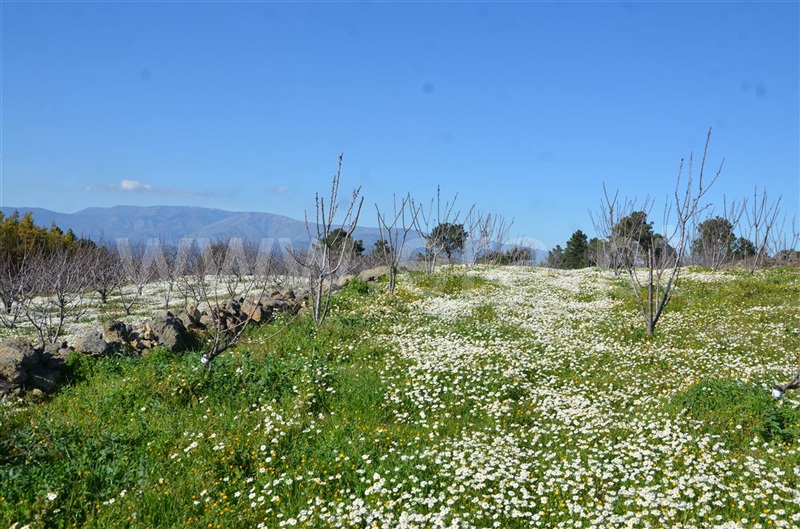 Quinta  Fundão, Aldeia de Joanes - 1165757 - 20
