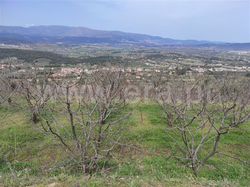 Quinta  Fundão, Aldeia Nova - 1236054 - 4