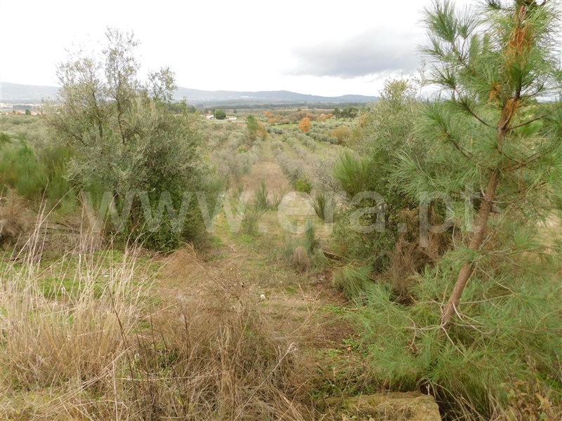 Quinta  Fundão, Atalaia do Campo - 1082190 - 11