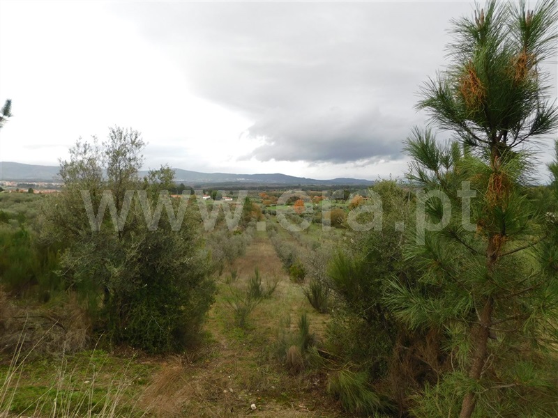 Quinta  Fundão, Atalaia do Campo - 1082190 - 12