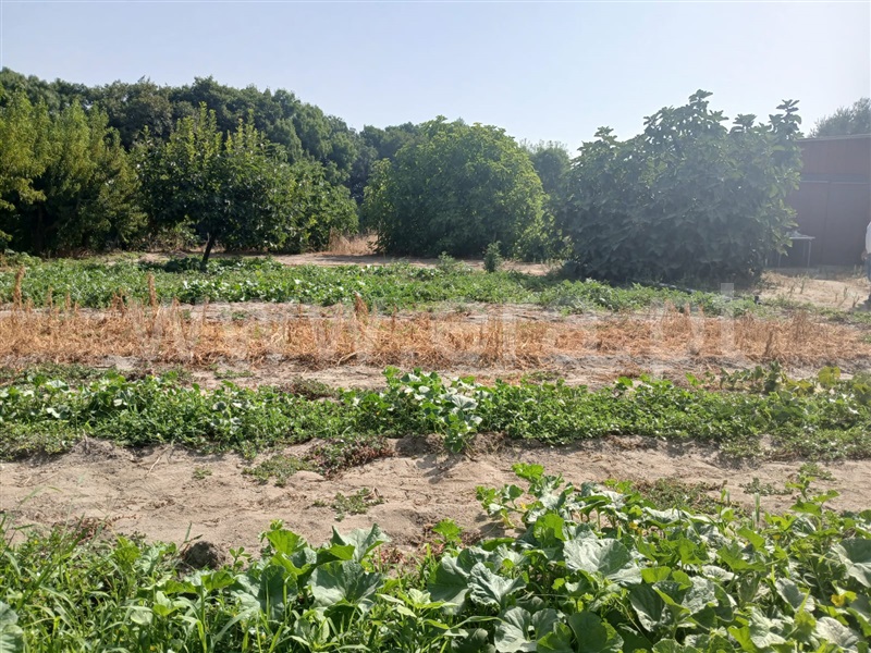 Quinta  Fundão, Atalaia do Campo - 1500218 - 1