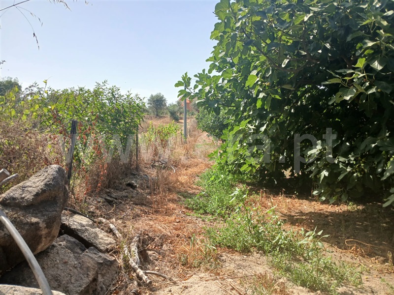 Quinta  Fundão, Atalaia do Campo - 1500218 - 9