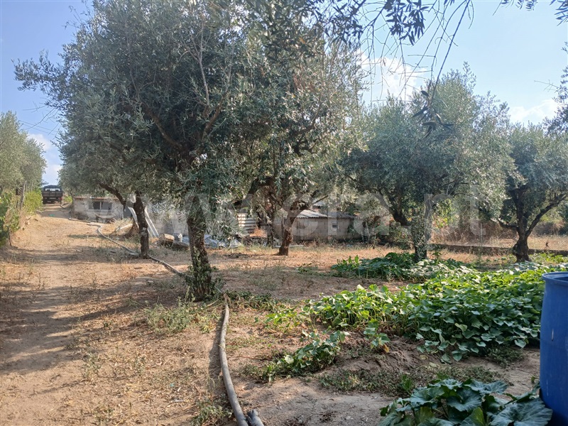 Quinta  Fundão, Atalaia do Campo - 1502778 - 2