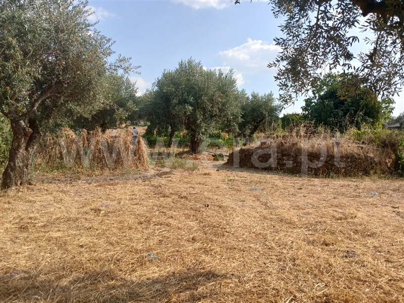 Quinta  Fundão, Atalaia do Campo - 1502778 - 10