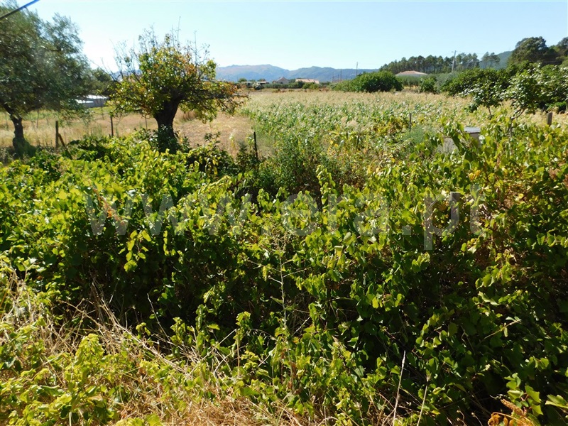 Quinta  Fundão, Catrão - 1118727 - 5