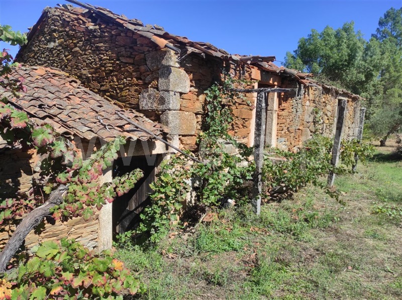 Quinta / Fundão, Enxames