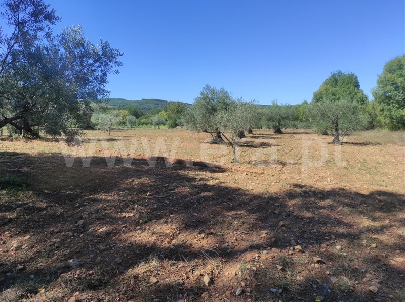 Quinta  Fundão, Enxames - 1280930 - 6