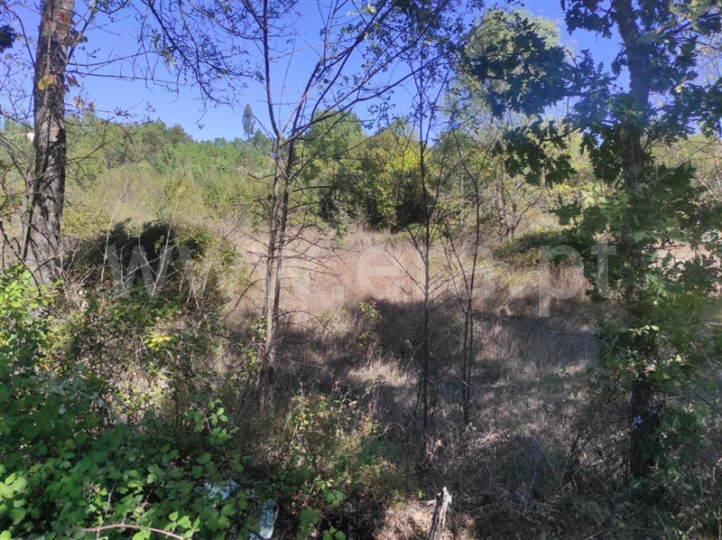 Quinta  Fundão, Enxames - 1280930 - 9