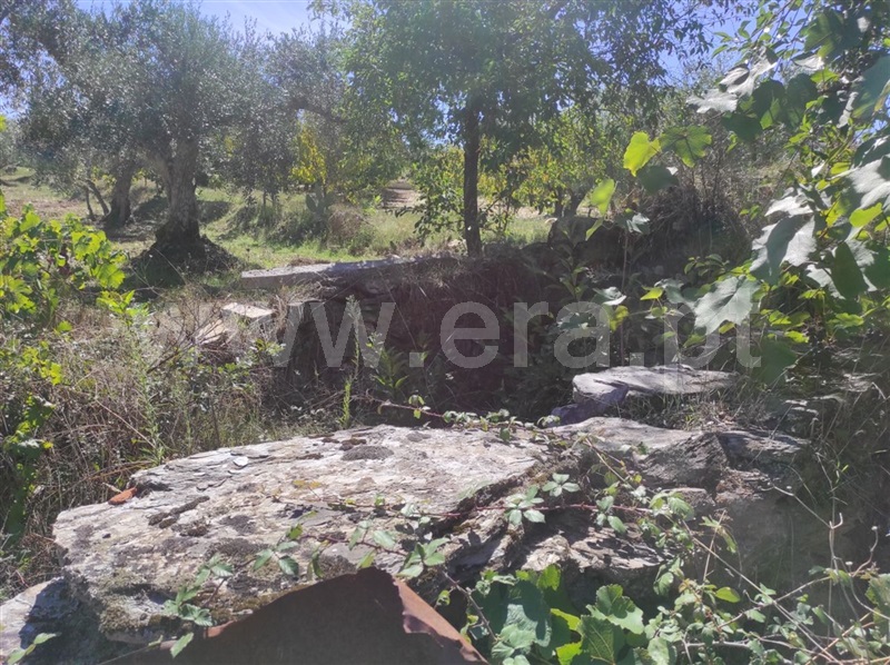 Quinta  Fundão, Enxames - 1280930 - 10