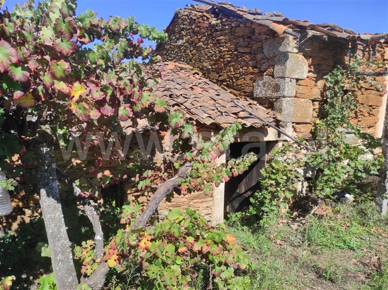 Quinta  Fundão, Enxames - 1280930 - 11