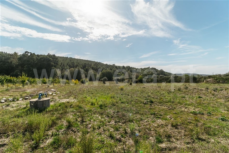 Quinta  Fundão, Enxames - 1365280 - 20