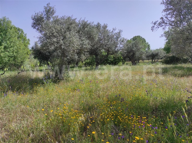 Quinta  Fundão, Orca - 1246045 - 4