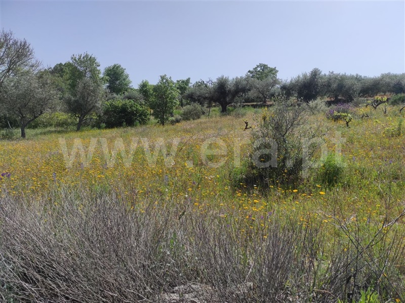 Quinta  Fundão, Orca - 1246045 - 5