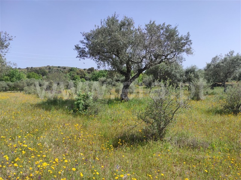 Quinta  Fundão, Orca - 1246045 - 6