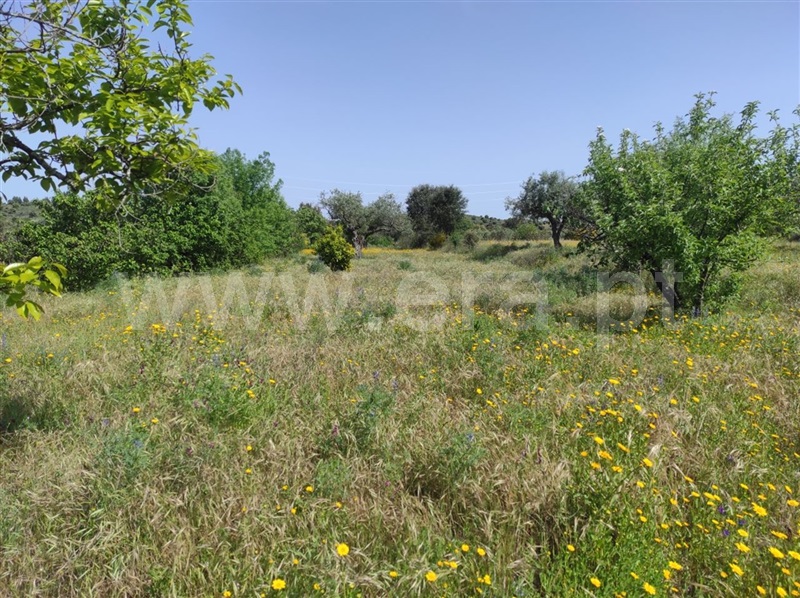 Quinta  Fundão, Orca - 1246045 - 8