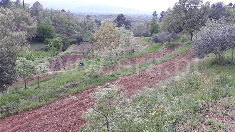 Quinta  Fundão, Pêro Viseu - 1253445 - 4