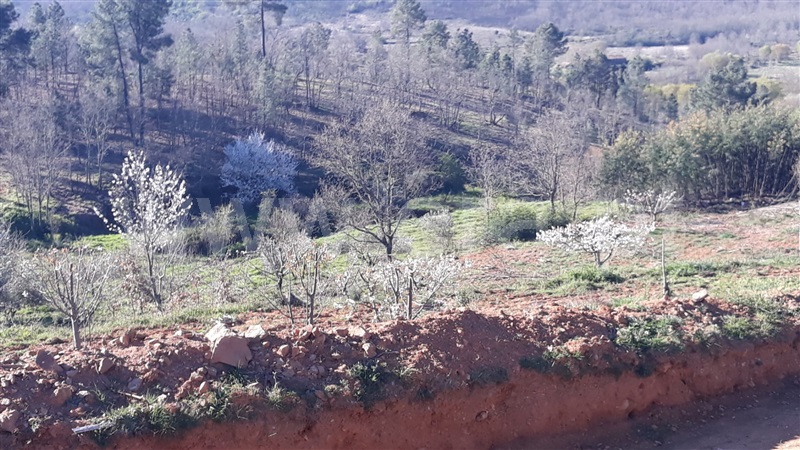 Quinta  Fundão, Pêro Viseu - 1253445 - 5