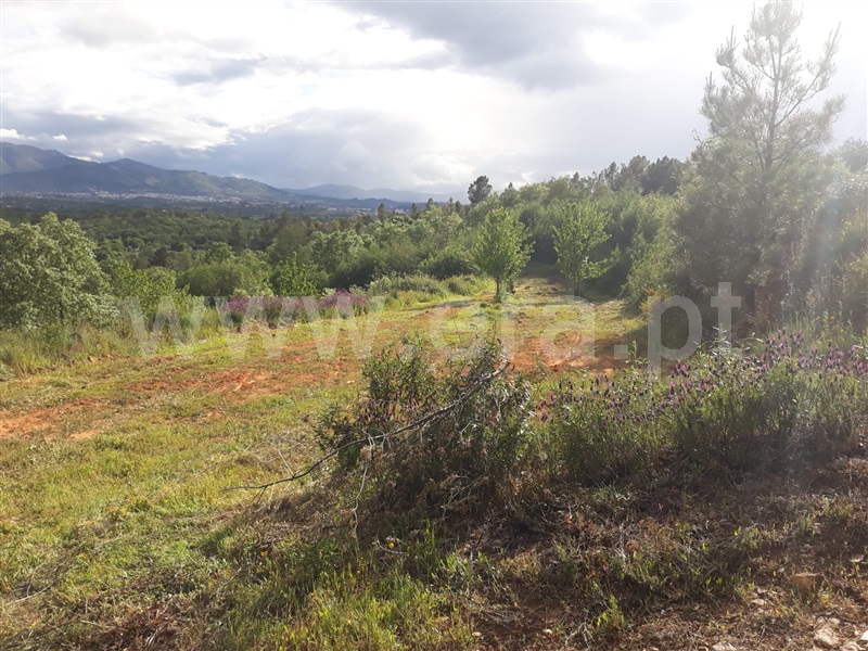 Quinta  Fundão, Pêro Viseu - 1253445 - 8