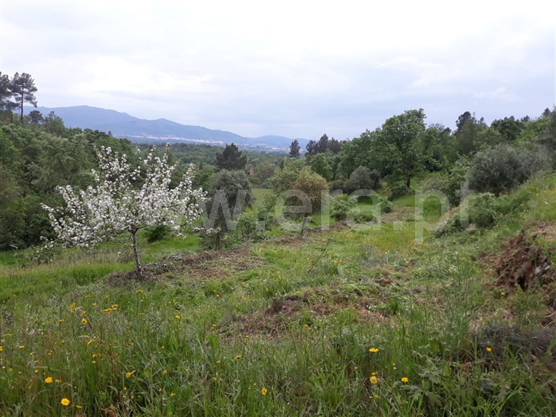 Quinta  Fundão, Pêro Viseu - 1253445 - 9