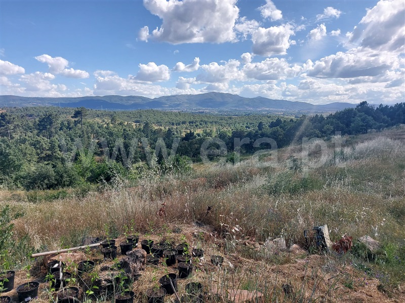 Quinta  Fundão, Pêro Viseu - 1253445 - 11