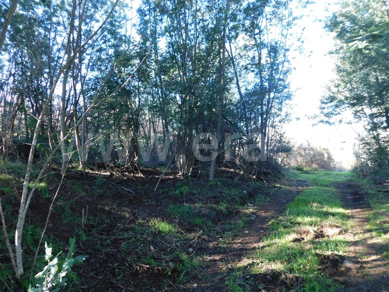Quinta  Fundão, Pesinho - 1375194 - 9
