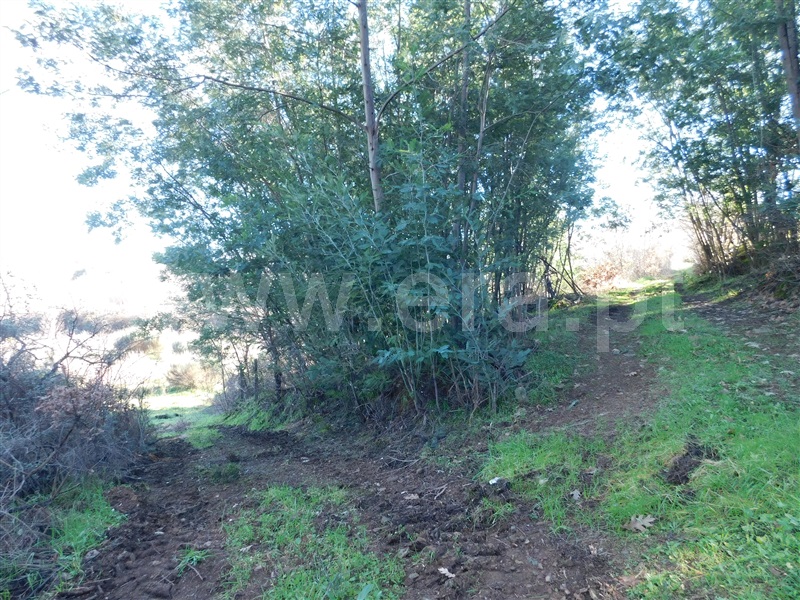 Quinta  Fundão, Pesinho - 1375194 - 10