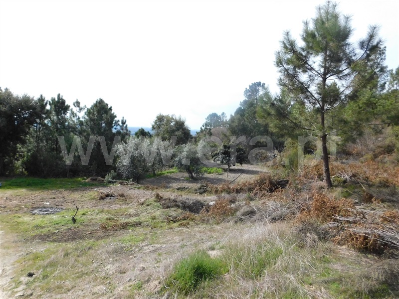Quinta  Fundão, Póvoa da Palhaça - 888935 - 10