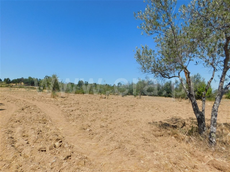 Quinta  Fundão, Quintas da Torre - 1025512 - 4