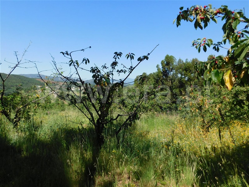 Quinta  Fundão, Souto da Casa - 1092637 - 2