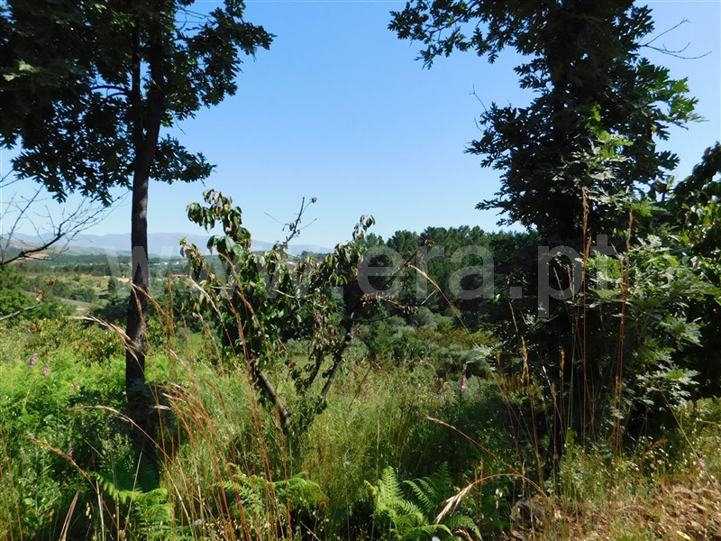 Quinta  Fundão, Souto da Casa - 1092637 - 6