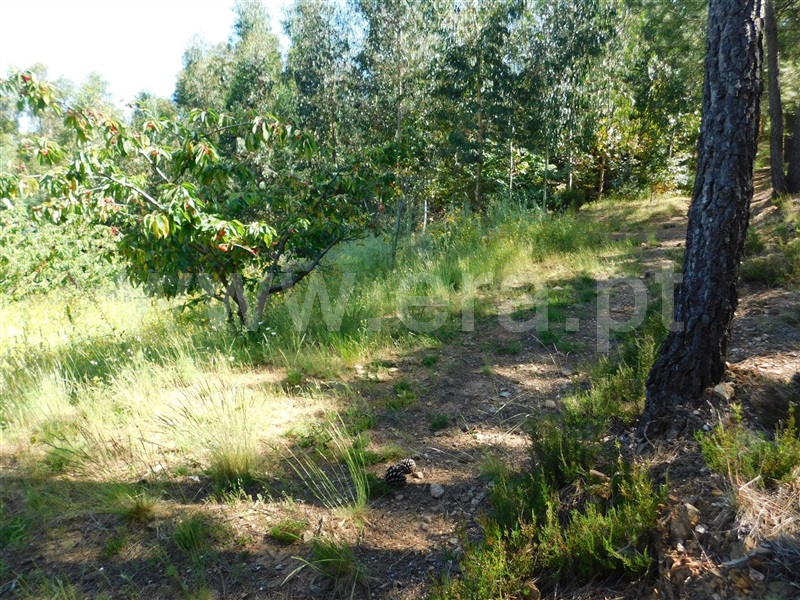 Quinta  Fundão, Souto da Casa - 1092637 - 8