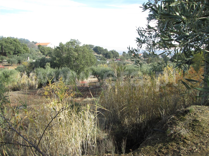 Quinta  Fundão, Telhado - 871121 - 4