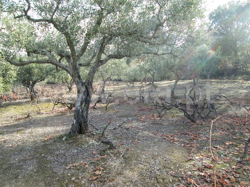 Quinta  Fundão, Telhado - 871121 - 5