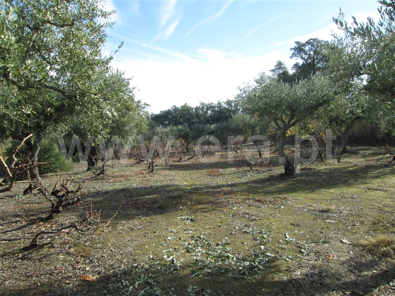 Quinta  Fundão, Telhado - 871121 - 6